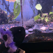 Load image into Gallery viewer, Axolotl Black - Soft Toy
