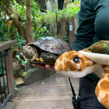 Load image into Gallery viewer, Keeleco Sea Turtle
