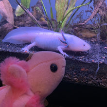 Load image into Gallery viewer, Axolotl Pink - Soft Toy
