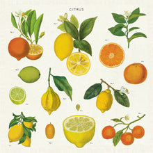 Load image into Gallery viewer, Cavallini &amp; Co – Citrus Set of 4 Cloth Serviettes

