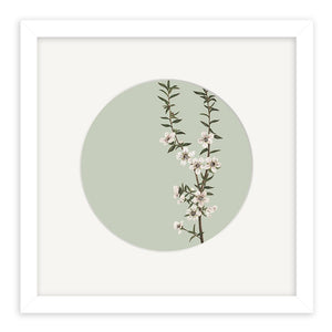 Vintage Botanical Manuka Circle Print - Framed White