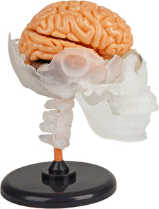 The Amazing Squishy Brain