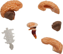 Load image into Gallery viewer, The Amazing Squishy Brain
