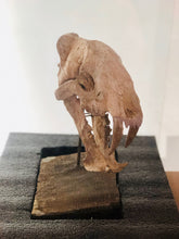 Load image into Gallery viewer, 5mya sabretooth (Hoplophoneus Primaevus) fossil
