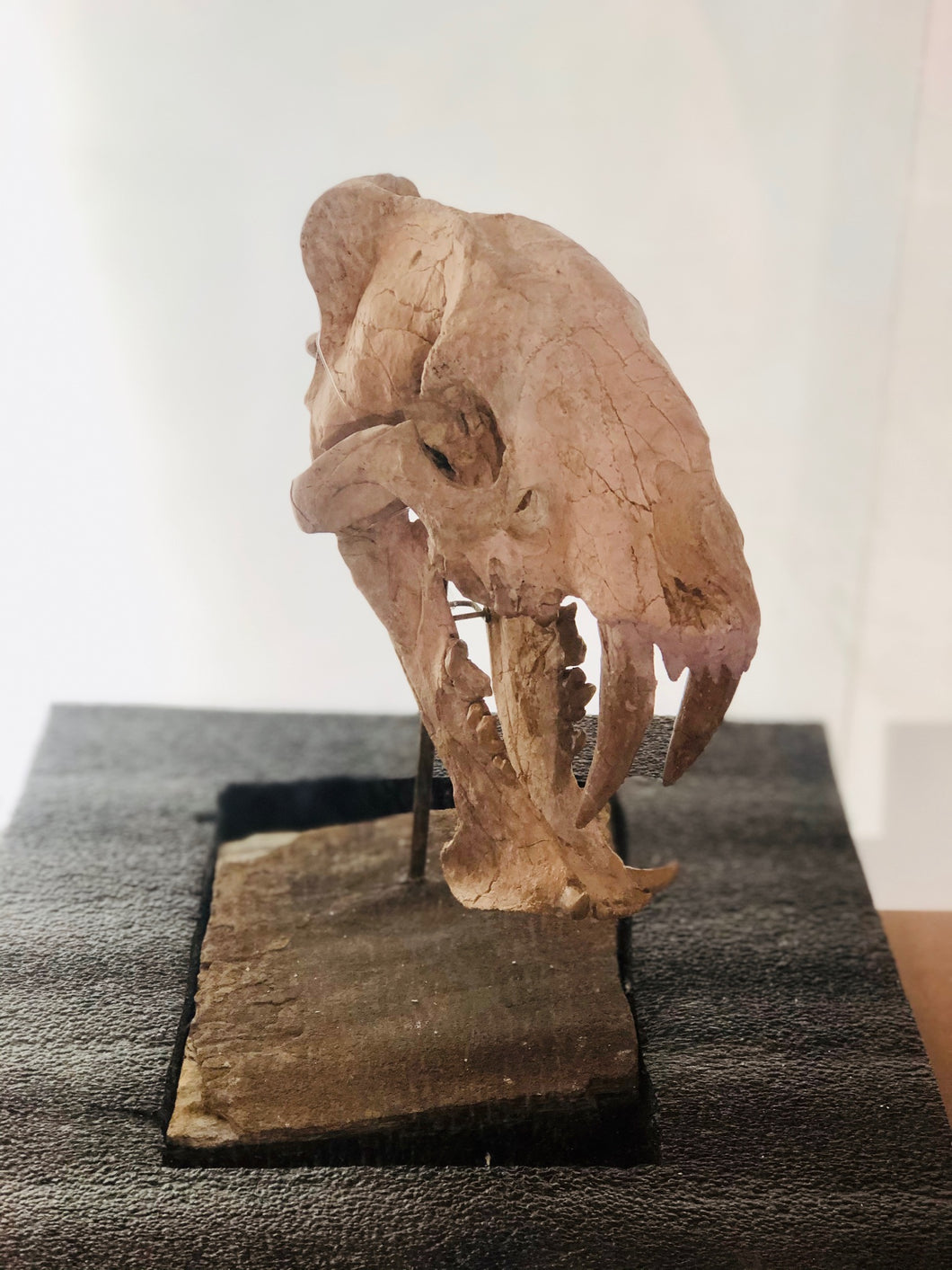 5mya sabretooth (Hoplophoneus Primaevus) fossil